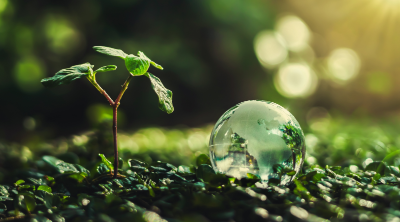 A seedling growing next to a glass globe, representing sustainable business practices and environmental care.